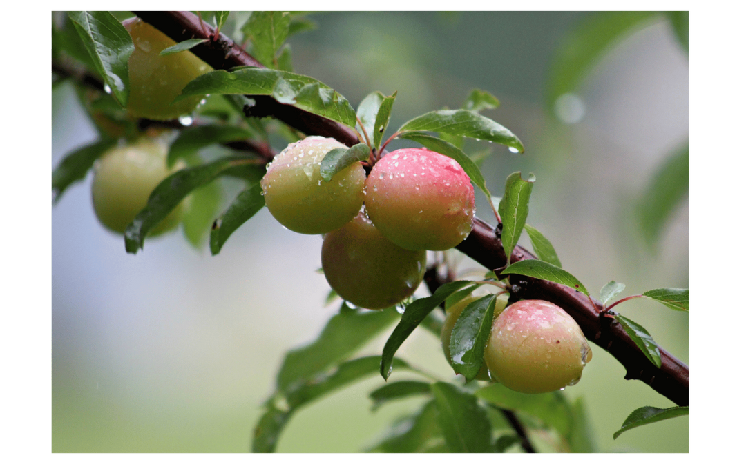 Ce își dorește cu adevărat pielea ta: adevărul despre vitamina C – și fructul exotic care o conține din plin